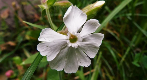 Bahçedeki beyaz çiçek
