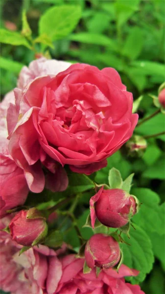 Vaaleanpunainen Ruusu Puutarhassa — kuvapankkivalokuva