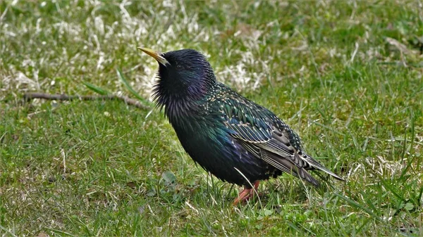 Starling Voló Primavera Viene Pronto — Foto de Stock