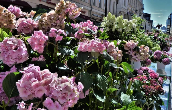  Bahçedeki çiçekler