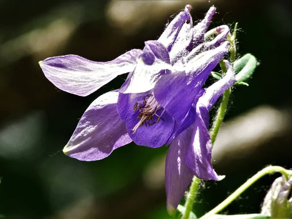 Parktaki güzel çiçekler.