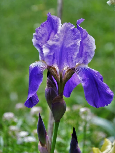 Parktaki güzel çiçekler.