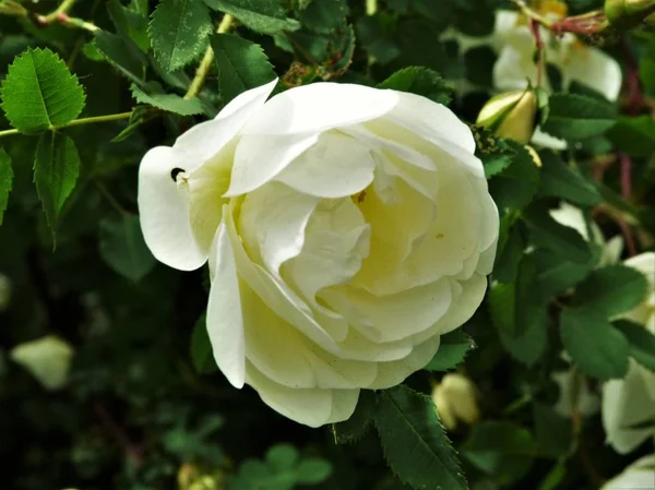 Parktaki güzel çiçekler.