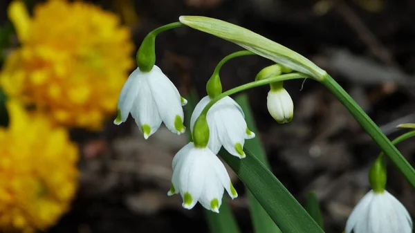 Parktaki güzel çiçekler.