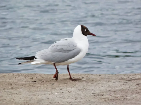 Martı Seliger kıyısında yürüyor.