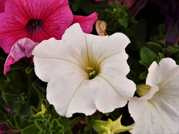 Parktaki güzel çiçekler.