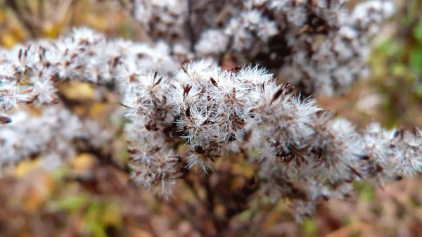 Akçaağaç yaprakları sonbaharda