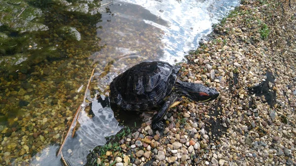  Sonbaharda sudaki kaplumbağa.