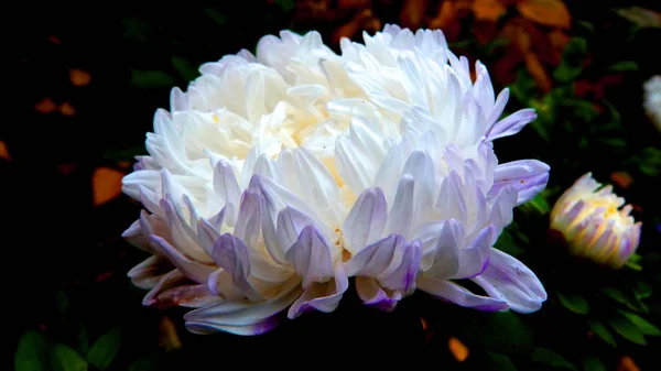 Chrysanthème Dans Jardin — Photo