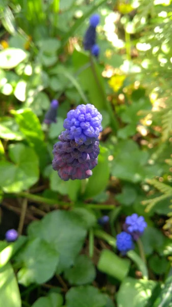 Hyacint op blauwe achtergrond