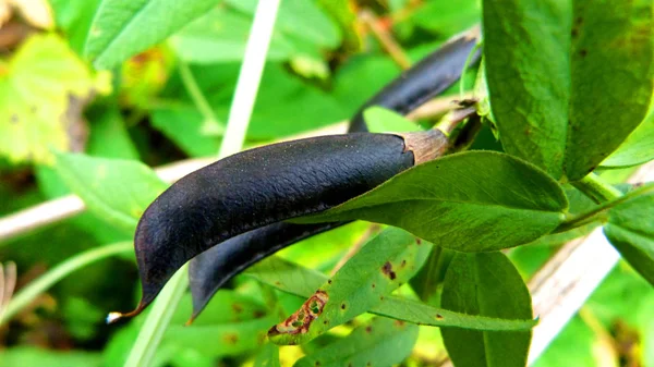  Sonbaharda yaprak üzerinde salyangoz