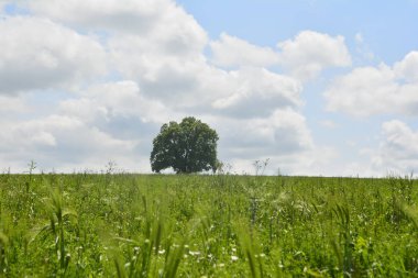 Uzak dağ smayilli Azerbaycan ile peyzaj alanı