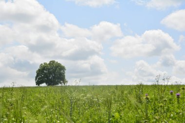 Uzak dağ smayilli Azerbaycan ile peyzaj alanı