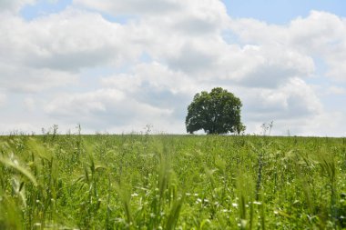 Uzak dağ smayilli Azerbaycan ile peyzaj alanı
