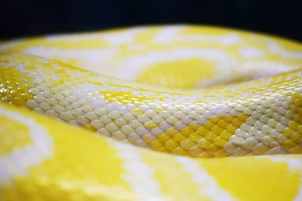 一条活泼的黄色蛇的皮肤 有白色的条纹 金网Python — 图库照片