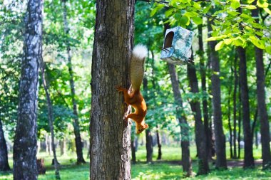 Sincap bir ağaç gövdesinde baş aşağı asılı duruyor.