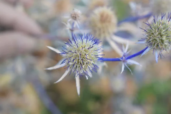 plant with a blue stem and spherical flowers close-up.