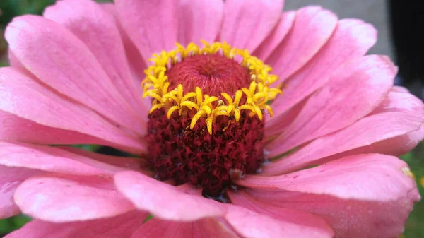 Flor de cerca con pétalos rosados y núcleo rojo y amarillo — Foto de Stock