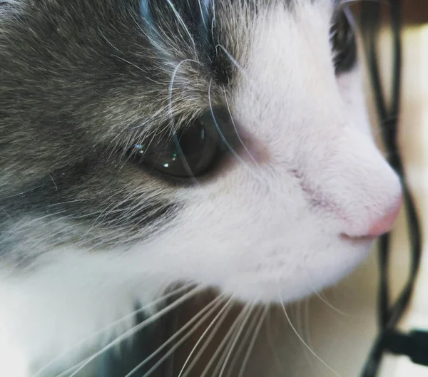 Junge Katze blickt sorgfältig und gespannt nach vorne. — Stockfoto