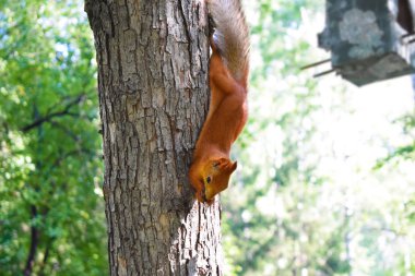 Sincap bir ağaç gövdesinde baş aşağı asılı duruyor.