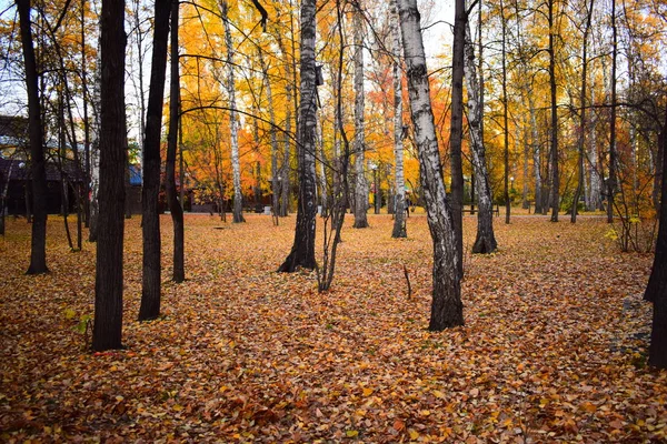 Parque de outono com folhas de laranja caídas. Paisagem de outono . — Fotografia de Stock