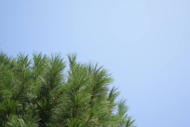 Mavi gökyüzünün arka planında kozalaklı dallar.