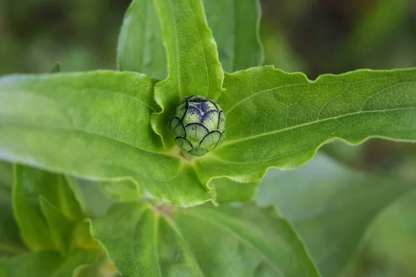 Grön planta med långa blad och oöppnad knopp — Stockfoto