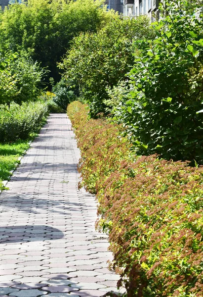 夏の緑の低木の真ん中にある石畳の路地. — ストック写真