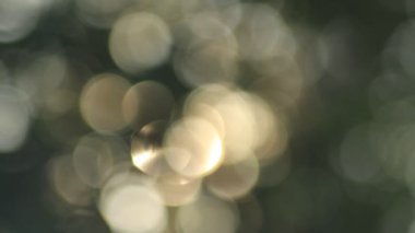  Ağaçların yapraklarından geçen yaz güneşi 