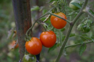 Bahçedeki kırmızı domatesler
