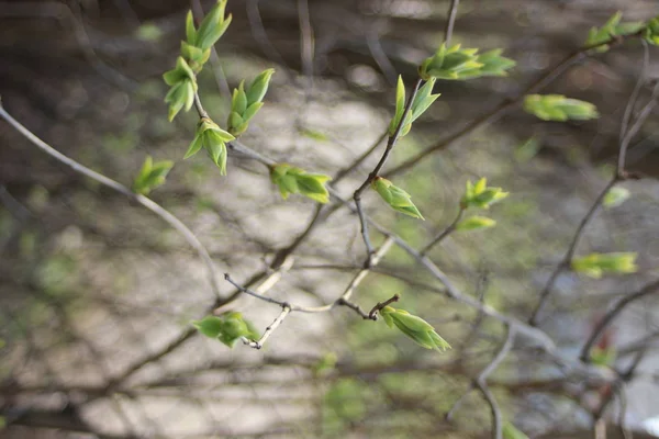 Ein Grüner Baum Garten — Stockfoto