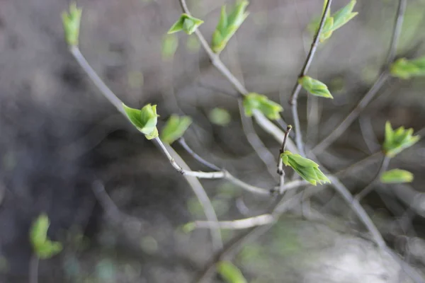 Uma Árvore Verde Jardim — Fotografia de Stock