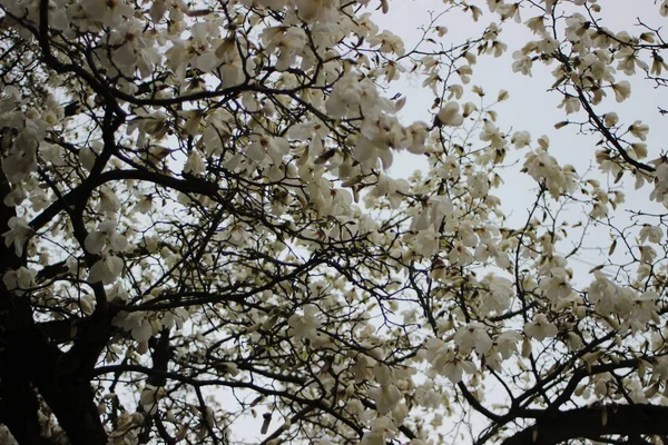 Uma Árvore Com Flores Brancas — Fotografia de Stock