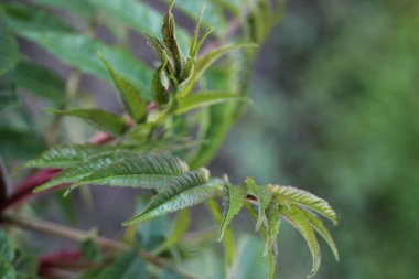 Bahçede yeşil bir bitki