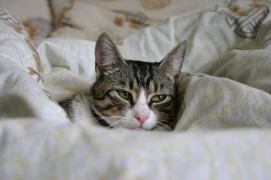 Yatakta sevimli bir kedi