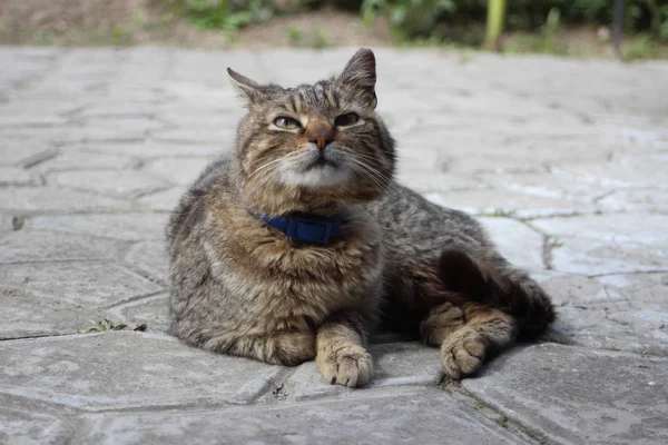 Eine Liebliche Katze Auf Dem Asphalt — Stockfoto