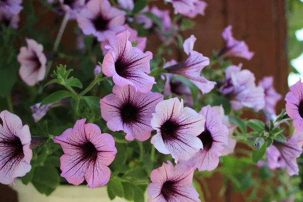 Violet Flowers Garden — Stock Photo, Image