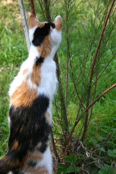 Eine Fleckige Katze Mit Dem Baum — Stockfoto