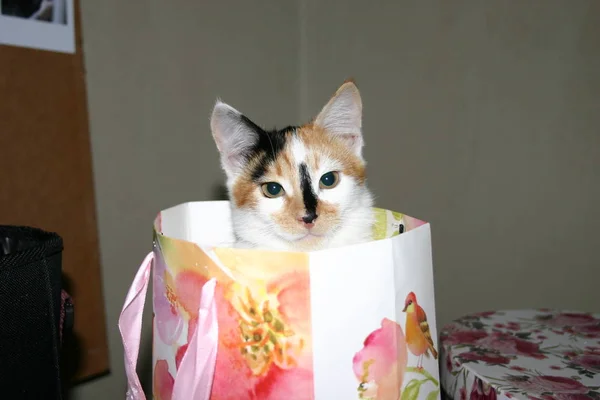 Gato Engraçado Bonito Caixa Presente — Fotografia de Stock