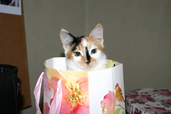 Simpatico Gatto Divertente Nella Confezione Regalo — Foto Stock