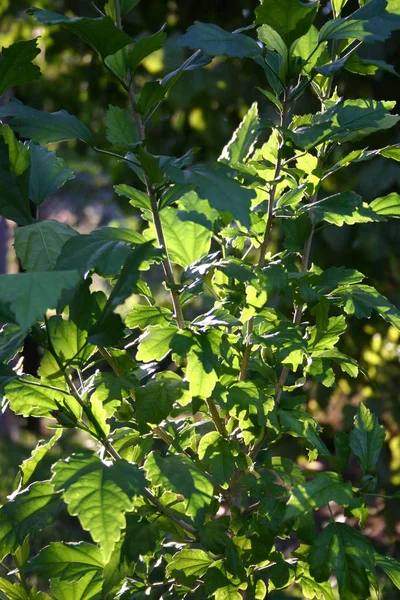 Shadows Plants — Stock Photo, Image