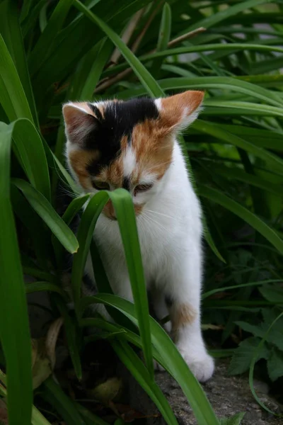 猫と植物 — ストック写真