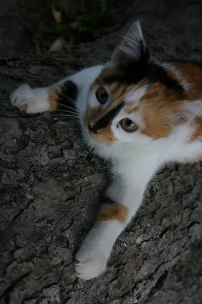 Gato Pequeño Divertido Trepando Árbol —  Fotos de Stock