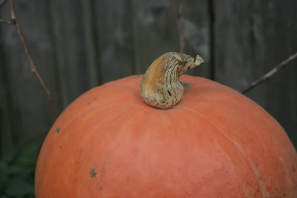 Uma Abóbora Laranja Fundo Madeira — Fotografia de Stock