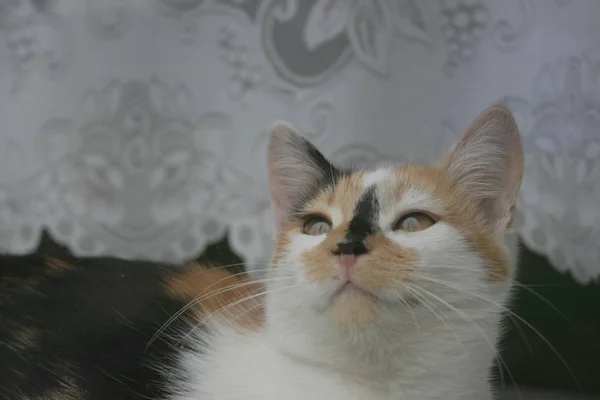 Lindo Gato Mirando Alto — Foto de Stock