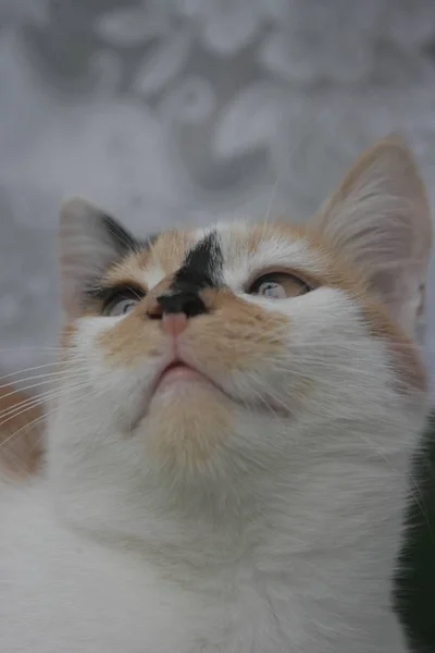 저높은 귀여운 고양이 — 스톡 사진