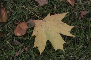 Bahçede bir sonbahar yaprağı