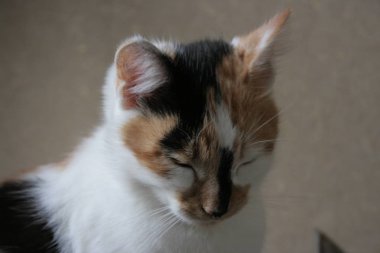 Şirin bir kedi portresi.