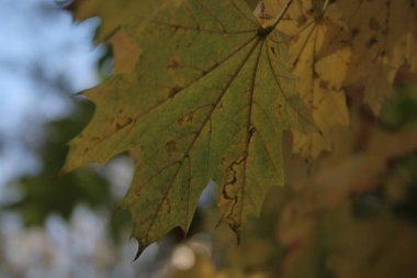 Ağaçta bir sonbahar bitkisi