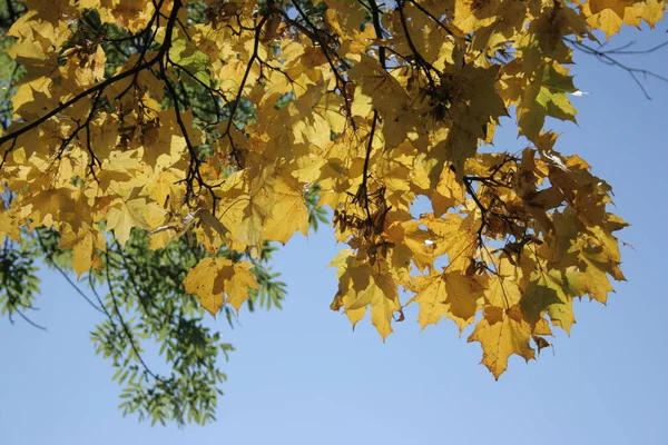 Een Herfst Plant Boom — Stockfoto